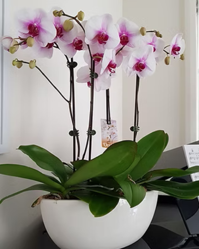 Screenshot 2026-02-07 202723